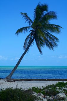 Leaning Palm Tree Stock Image Leaning Palm Tree Stock Image