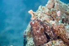 Reef Octopus (octopus Cyaneus) Stock Photography Reef Octopus (octopus Cyaneus) Stock Photography