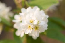Bird Cherry Blossom Stock Photography Bird Cherry Blossom Stock Photography