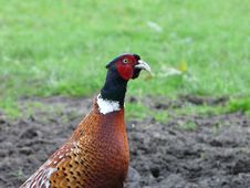 Pheasant Stock Image Pheasant Stock Image