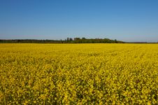 Canola Field Stock Photos Canola Field Stock Photos