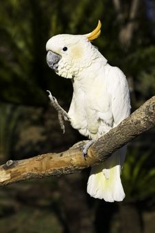 Karate Cockatoo Royalty Free Stock Images Karate Cockatoo Royalty Free Stock Images