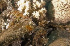 Gold-dotted Flatworm (thysanozoon Sp.) Royalty Free Stock Images Gold-dotted Flatworm (thysanozoon Sp.) Royalty Free Stock Images