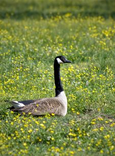 Canadian Goose Stock Photo