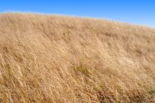 Boundless Grassland Royalty Free Stock Photography Boundless Grassland Royalty Free Stock Photography