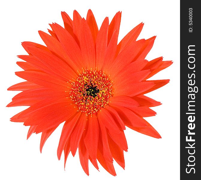 Macro image of a gerbera flower in red and yellow with pointy leaf edges. Isolated on white. Macro image of a gerbera flower in red and yellow with pointy leaf edges. Isolated on white