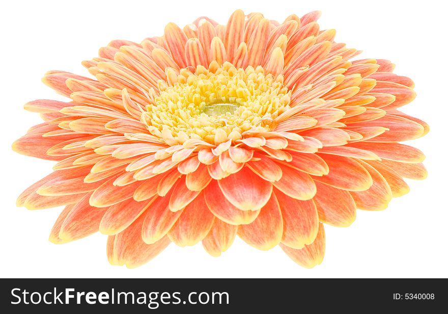 Red And Yellow Gerbera Macro