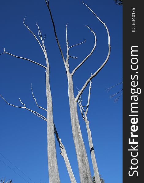 Dead trees with wavy branches