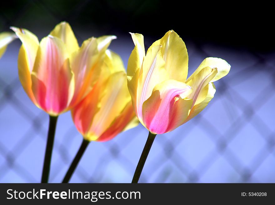 Tulip Mix Colors