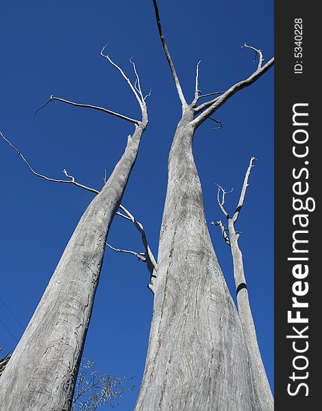 Dead trees with a blue sky background