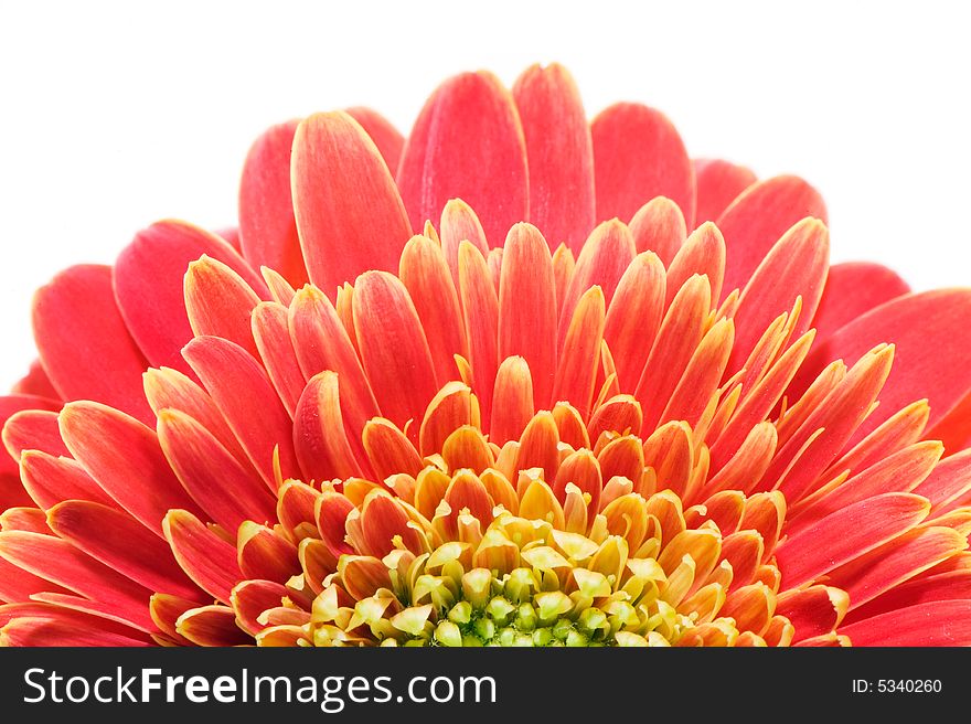 Macro image of a red and yellow gerbera. Isolated on white.