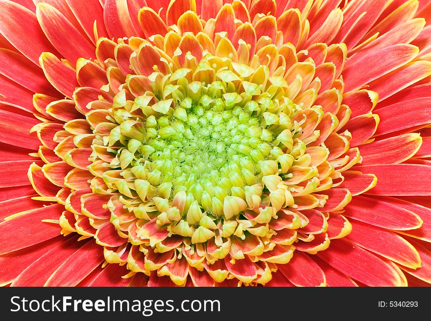 Macro image of a red and yellow gerbera.