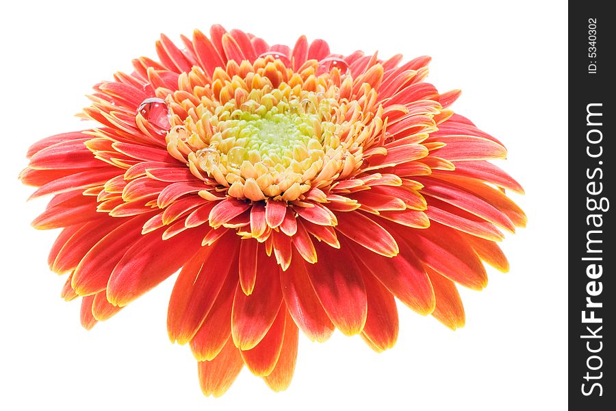 Macro image of a red and yellow gerbera. Isolated on white.
