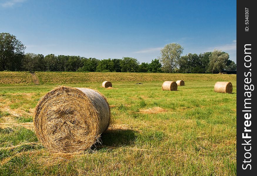 Hay bales on a field during sunny day.