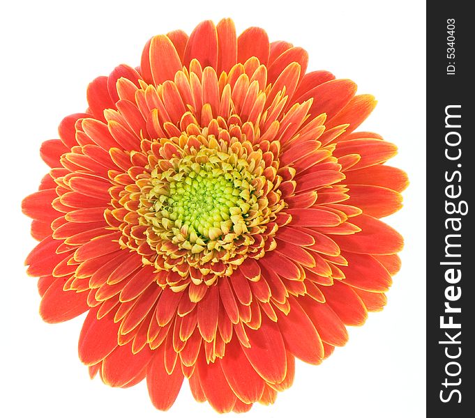 Macro image of a red and yellow gerbera. Isolated on white.