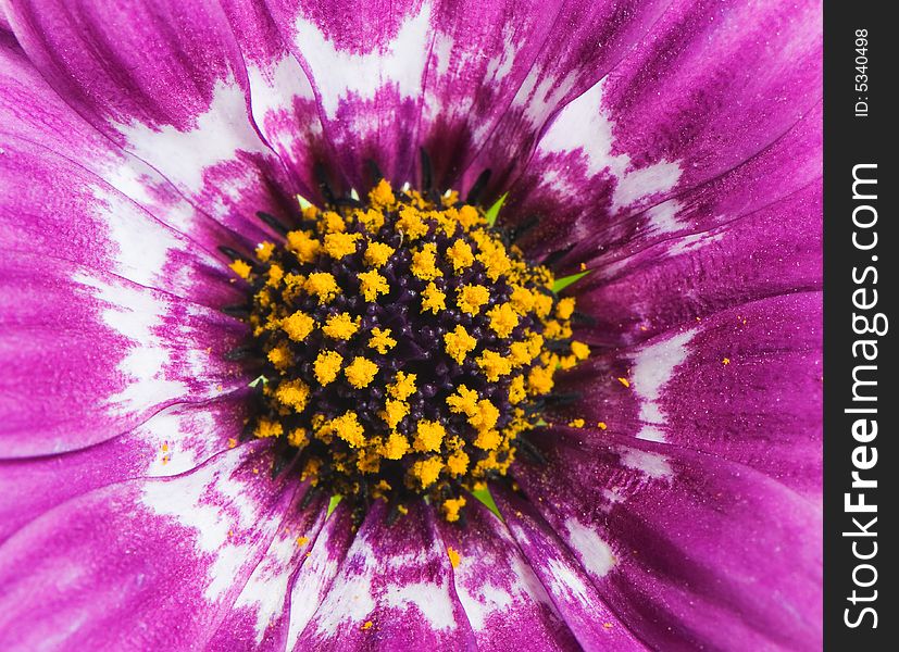 Macro image of a purple gerbera flower with yellow hart. Macro image of a purple gerbera flower with yellow hart.