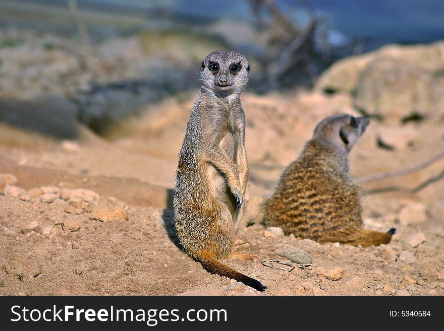 Meerkats (mammals)