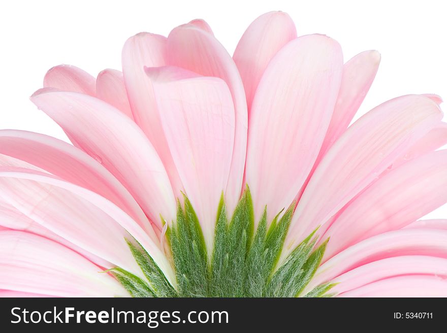 Macro image of a gerbera flower in pink. Macro image of a gerbera flower in pink