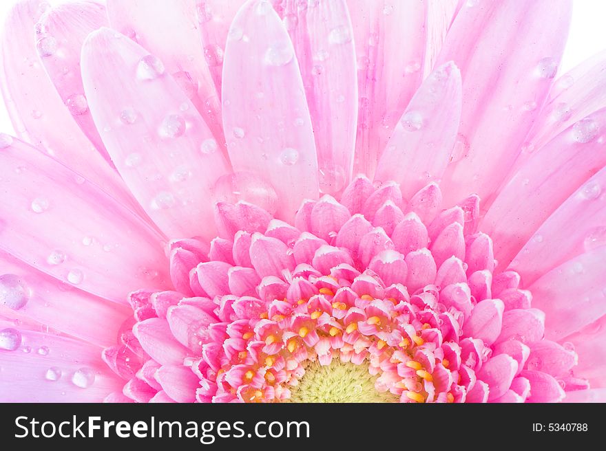 Macro image of a gerbera flower in pink, yellow and green. Macro image of a gerbera flower in pink, yellow and green