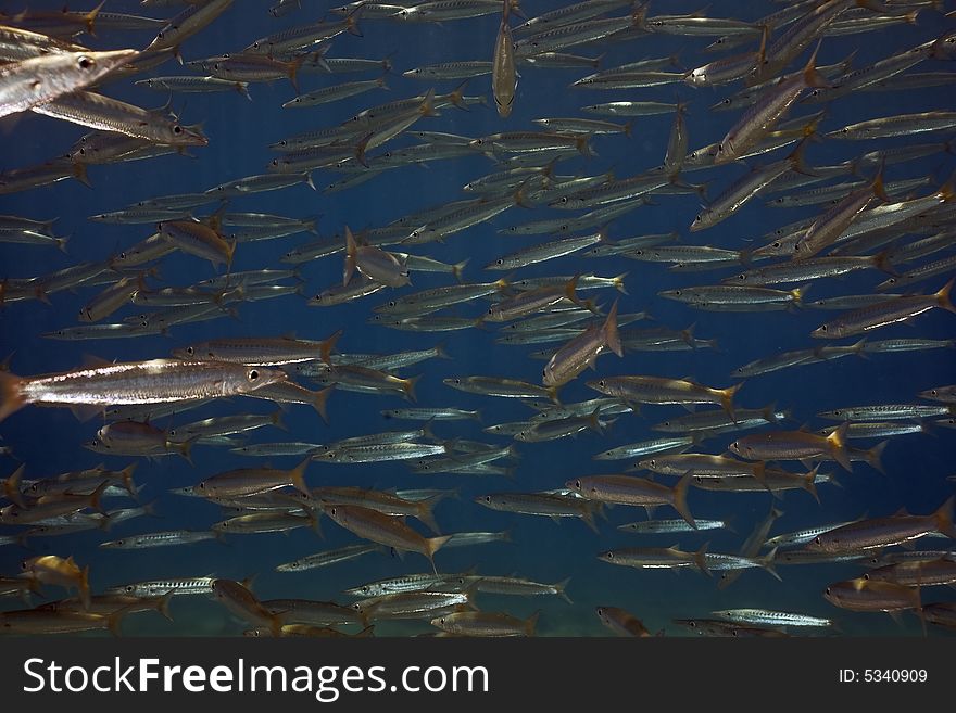 Yellowtail barracuda (sphyraena jello) taken in the Red Sea.