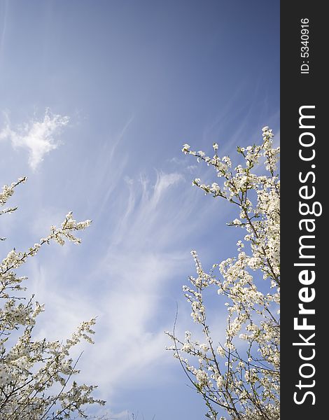 Spring Sky Background With Tree Branches In Bloom