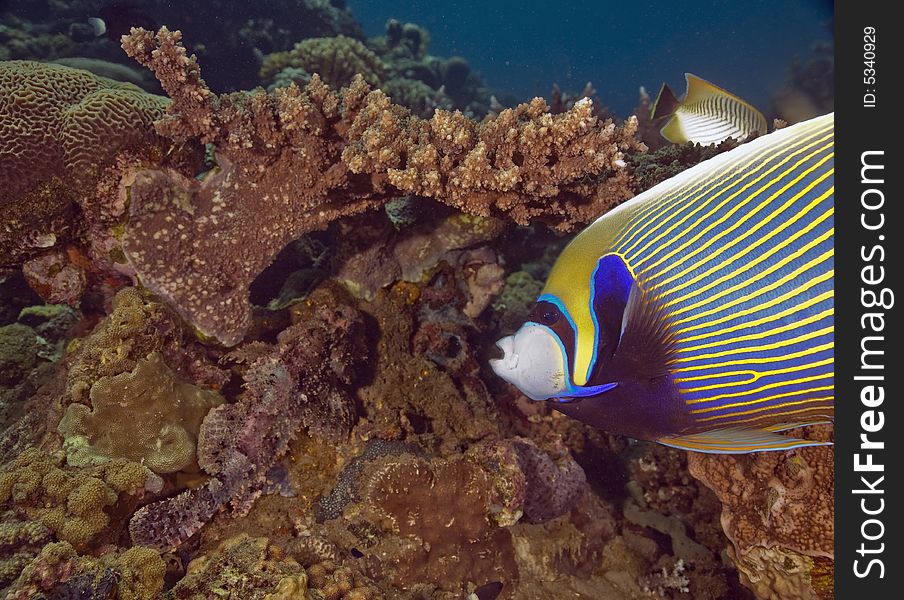 Red Sea Angelfish (Pomacanthus maculosus) taken in the Red Sea.