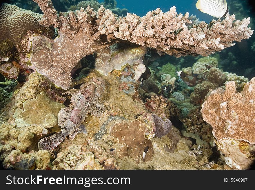 Smallscale scorpionfish (Scorpaenopsis oxycephala) taken in the Red Sea.