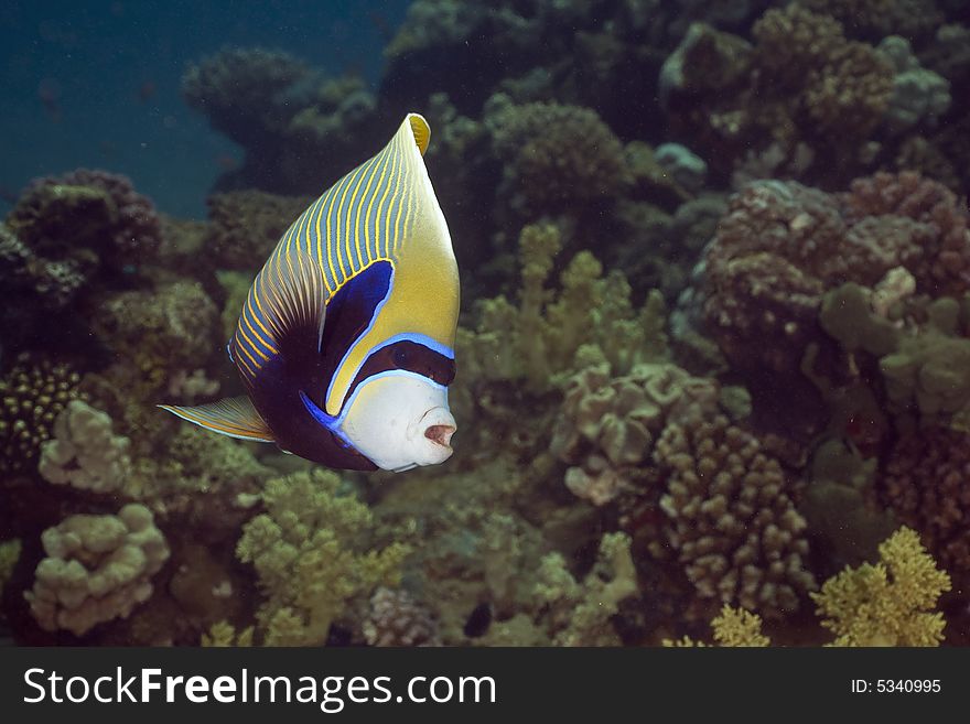 Emperor Angelfish (Pomacanthus imperator) taken in the Red Sea.
