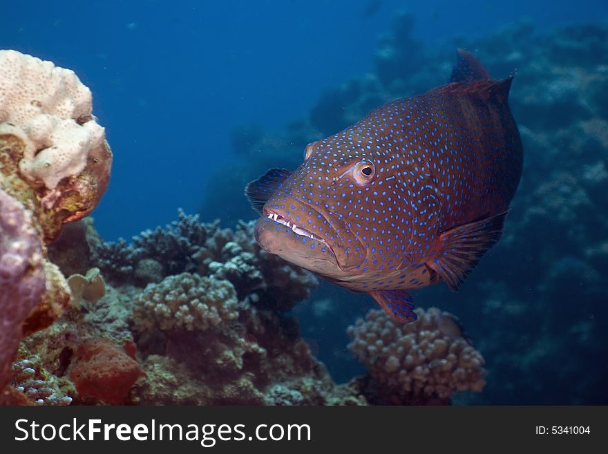 Red sea coralgrouper (Plectropomus pessuliferus)  taken in the Red Sea.