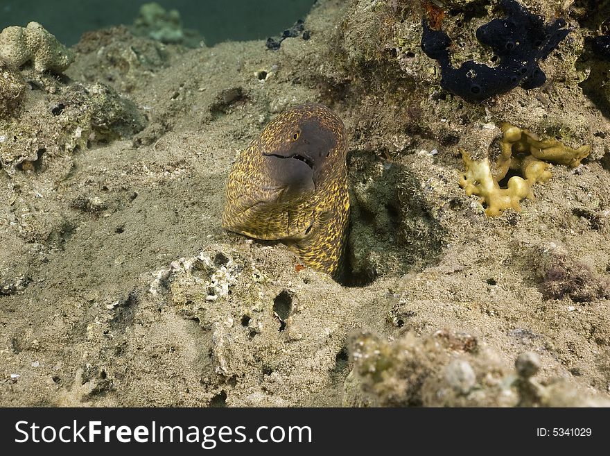 Yellowmargin moray (gymnothorax flavimarginatus) taken in the Red Sea.