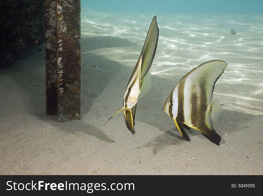 Longfin spadefish (platax teira) taken in the Red Sea.