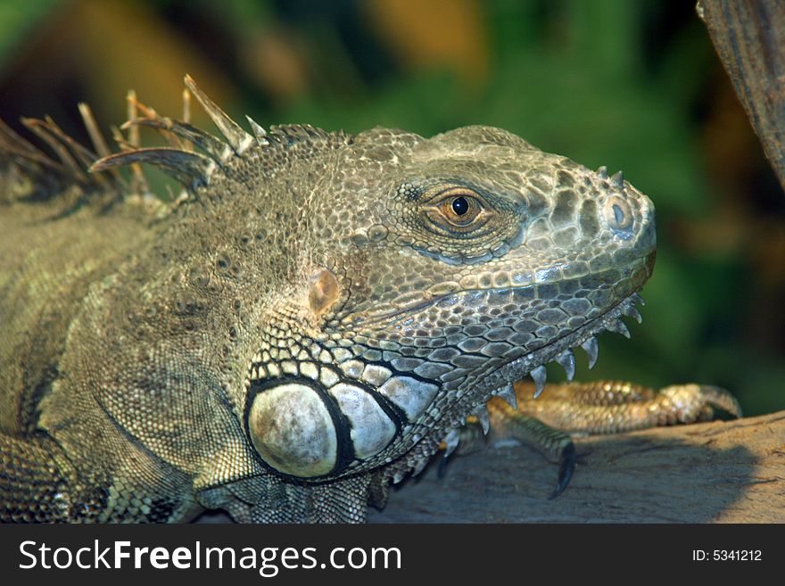 Close-up of an iguana in natural environment