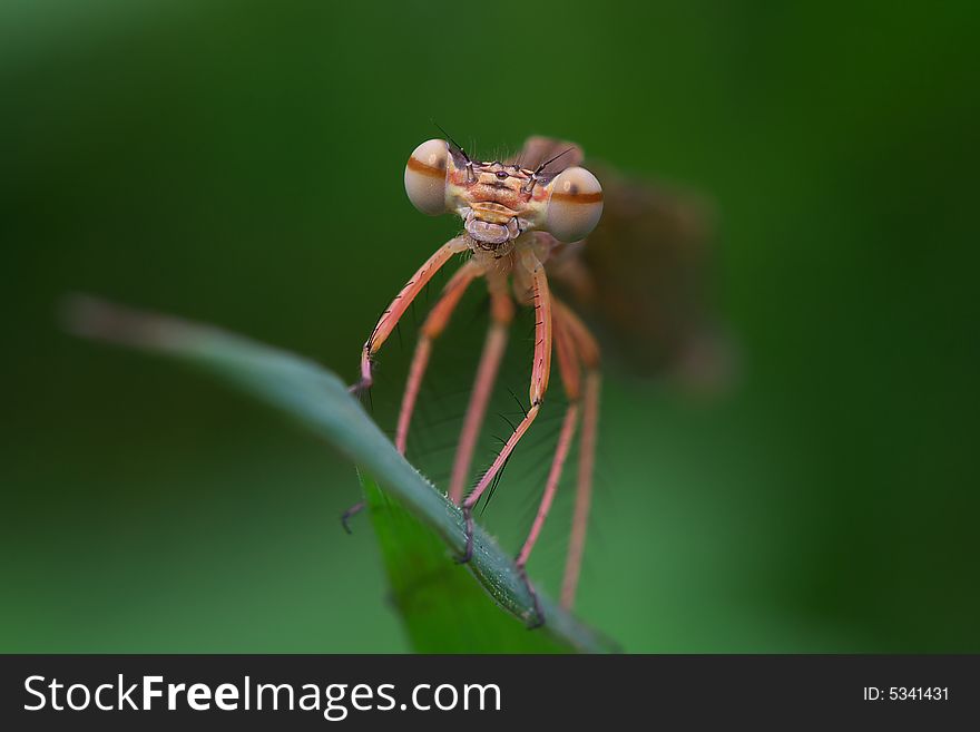 Closeup in the fantastic big eyes of a damselfly with green background.