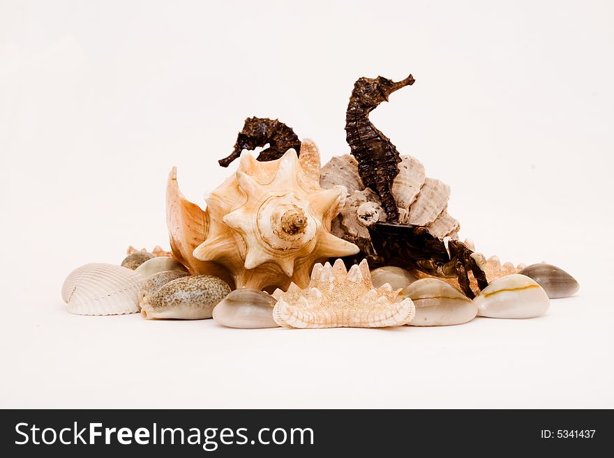 Photo of inhabitants of a sea-bottom among stones and cockleshells