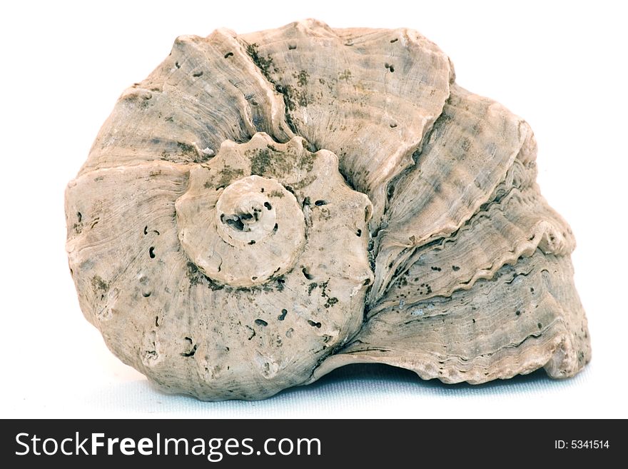 Sea bowl laying on a white background