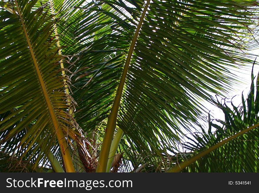 Looking up at a close up of palm leaves.