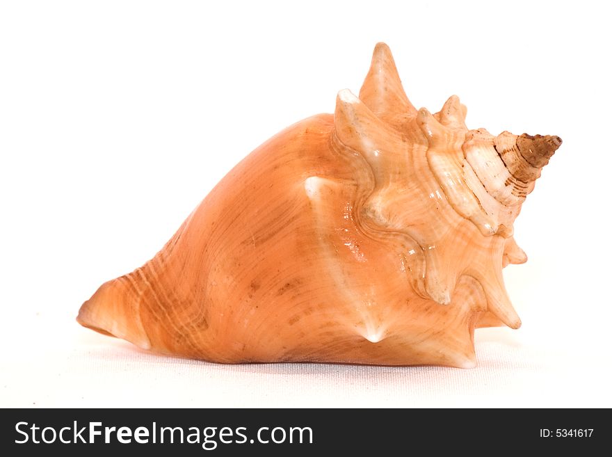 Sea bowl laying on a white background