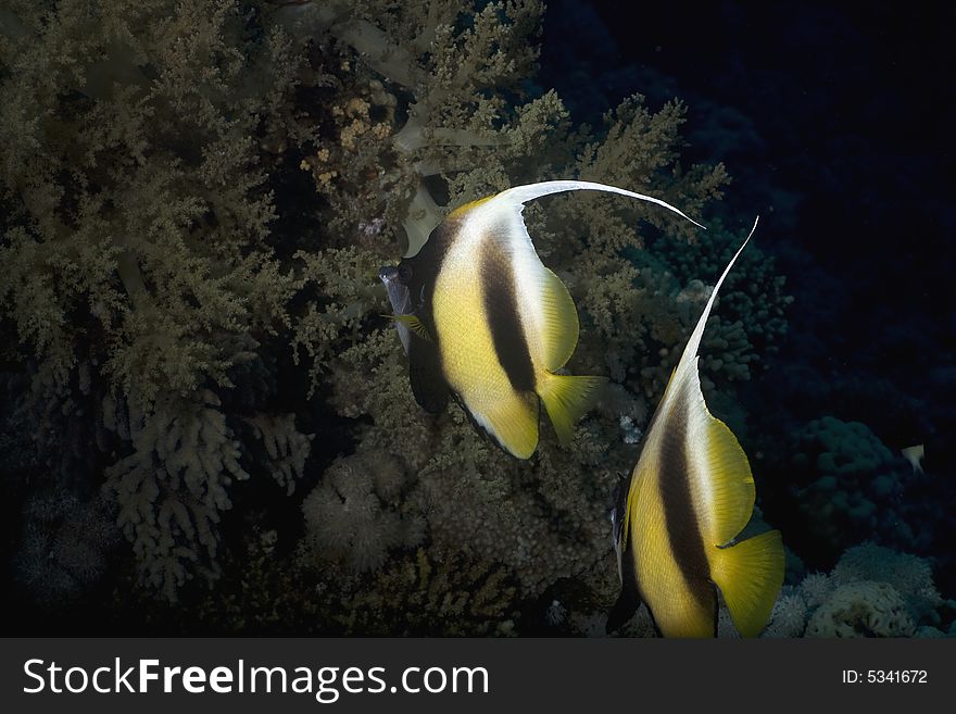 Red sea bannerfishes (heniochus intermedius) taken in the Red Sea.