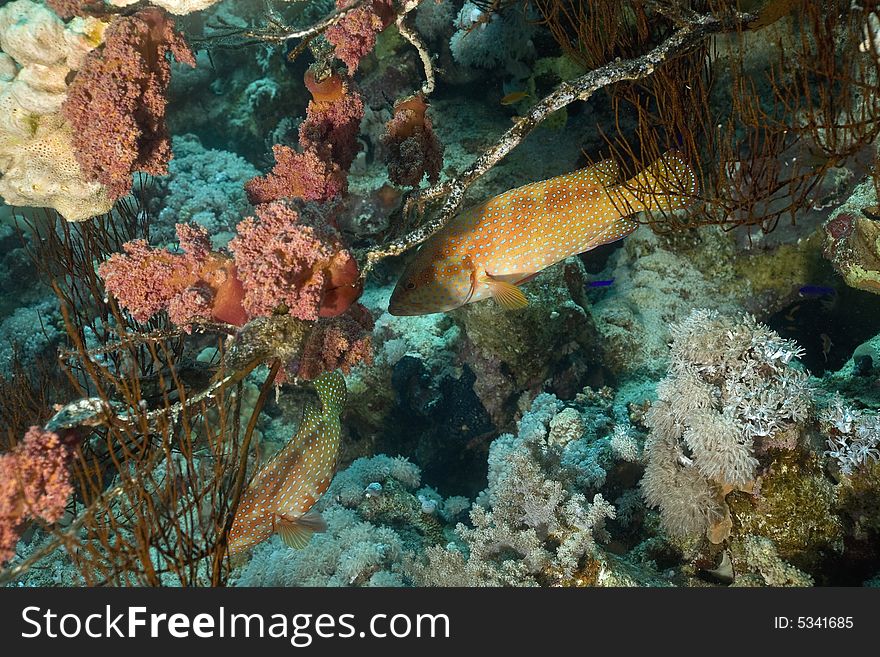 Coral hind (cephalopholis miniata)
 taken in the Red Sea.