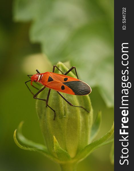 A zebra bug walking at a bud