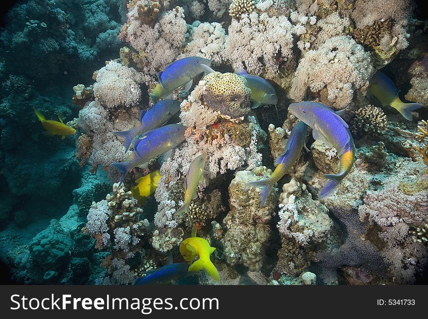 Yellowsaddle goatfish (parupeneus cyclostomus) taken in the Red Sea.