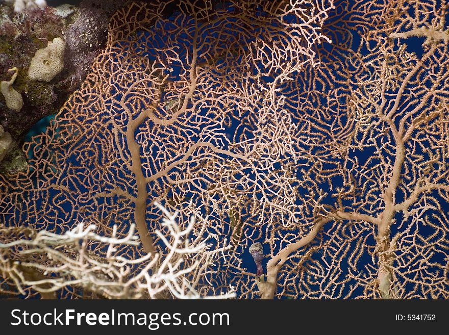 Seafan and fish taken in the Red Sea.