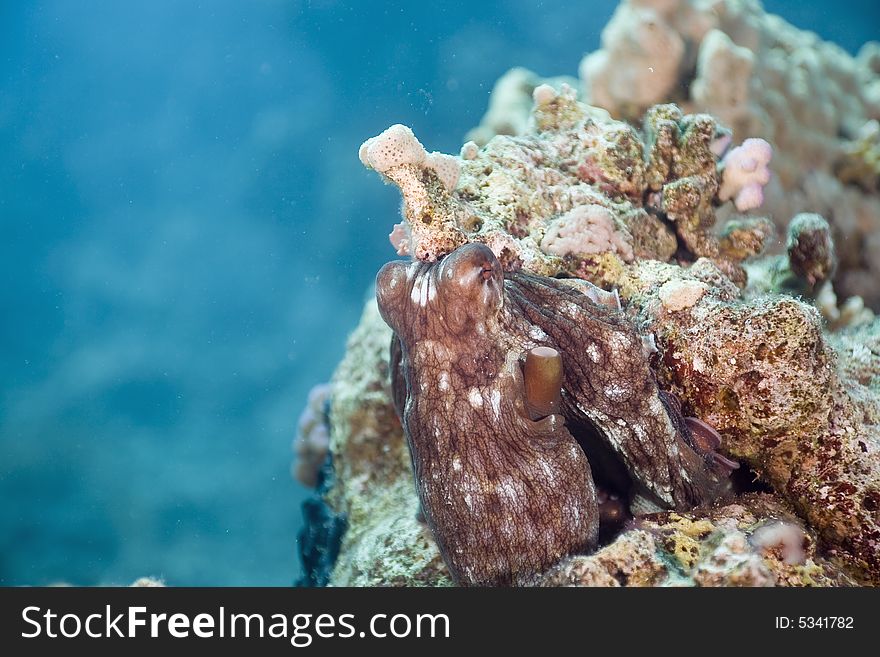 Reef octopus (octopus cyaneus) taken in the Red Sea.