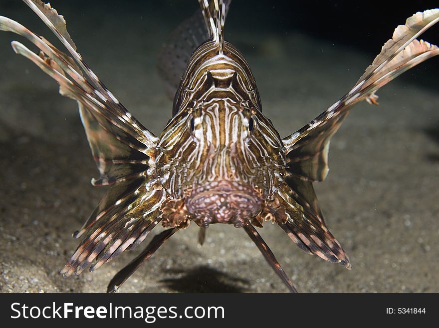 Comon lionfish (pterois miles) taken in the Red Sea.