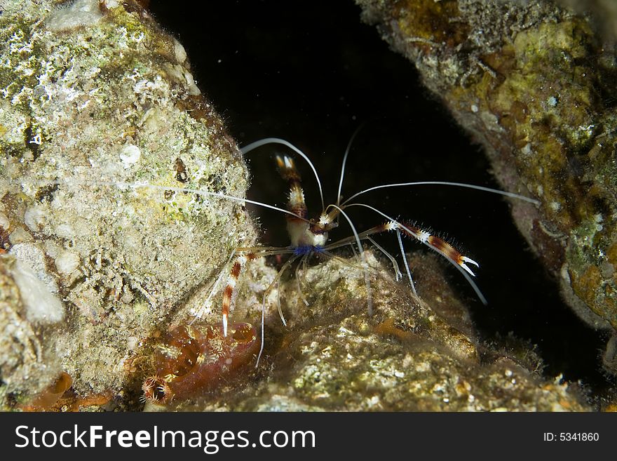 Boxer shrimp (stenopus hispidus) taken in the Red Sea.