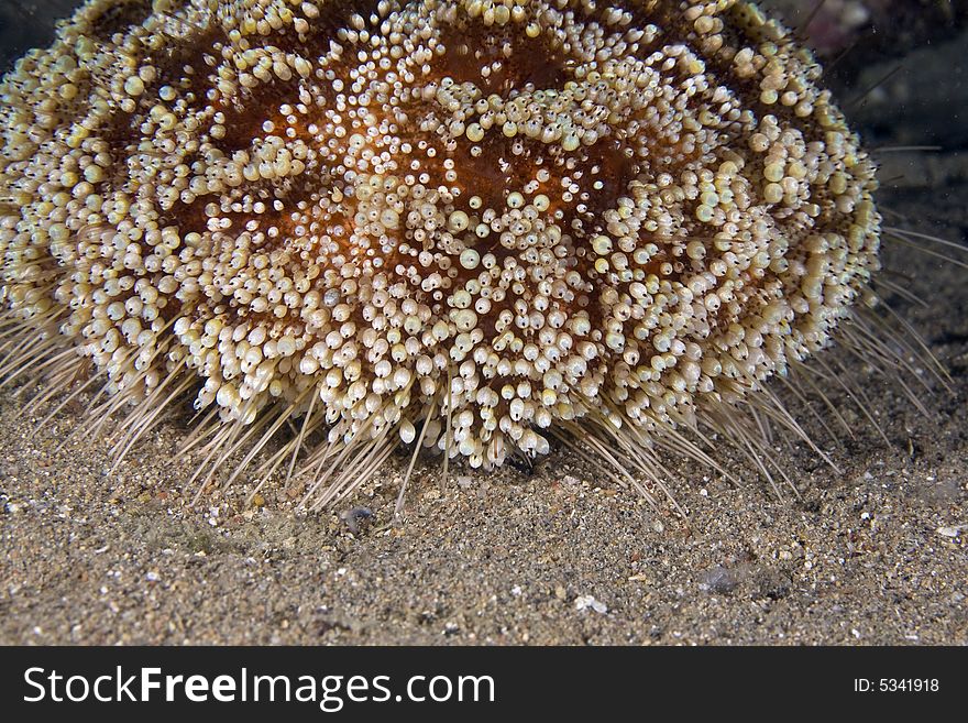 Red sea fire urchin (asthenosoma marisrubi)