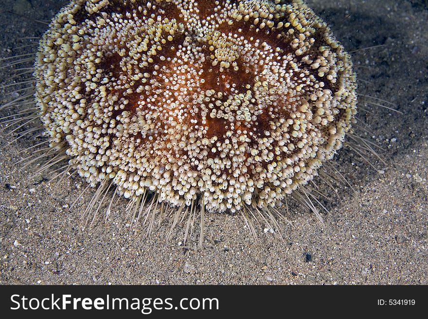 Red sea fire urchin (asthenosoma marisrubi) taken in the Red Sea.