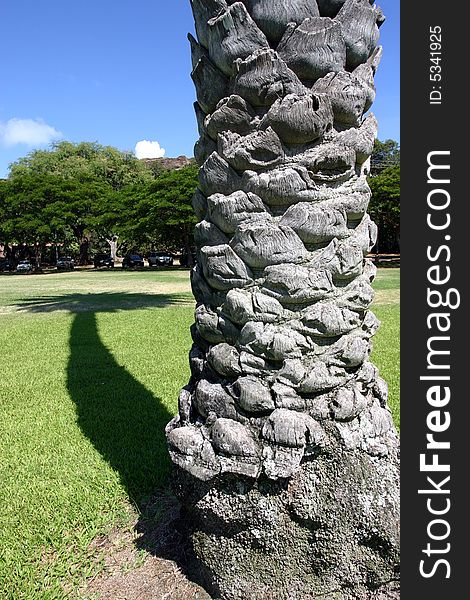 Palmtree shadow in honolulu hawaii