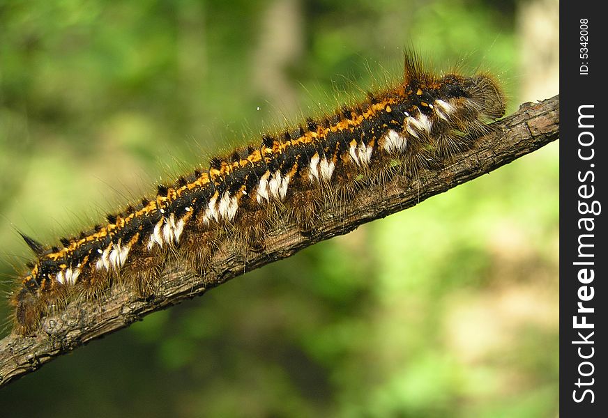 Larva Dendrolimus Pini.