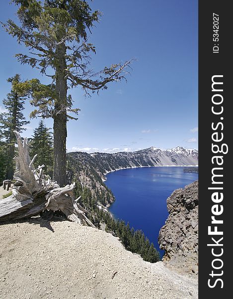 Crater Lake Trees